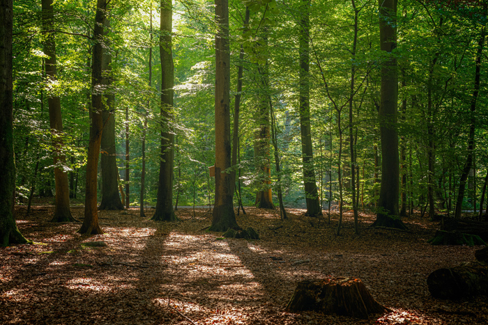 Pravaha Massage München, Workshops, Kraftorte erleben, spüren, auftanken, Wahrnehmung verbessern, Ausflug zu Orten der Kraft, Bäume und Quellen im Landkreis Ebersberg und Landsberg